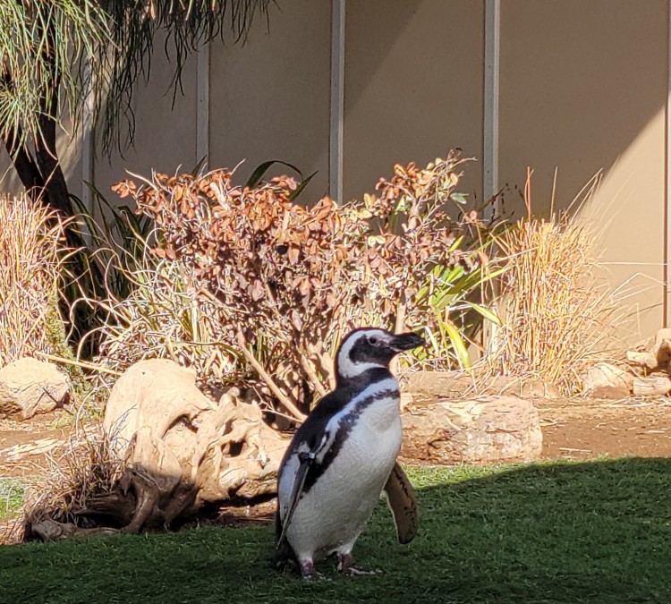 Penguin Encounter (San&nbspDiego,&nbspCA)
